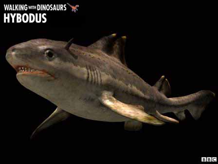 hybodus shark