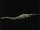 Tanystropheus