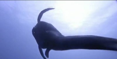 Bothriolepis swims in the Devonian Period seas.