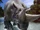 Arsinoitherium