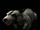 Didelphodon