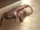 Silurian Millipede