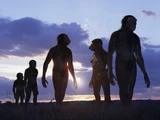 Australopithecus
