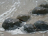 Horseshoe Crabs