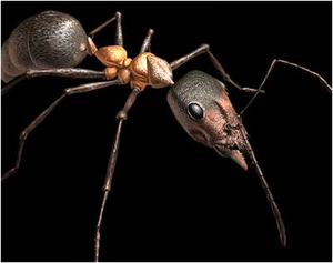 Giant ant