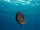Ammonite