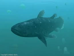 Coelacanthシーラカンス SWIM STANCE CHANGE 2枚 Koichi Sakamoto - シーラカンス (Coelacanth) | Japanese Prints