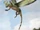 Coelurosauravus