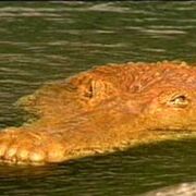 Deinosuchus p1.jpg