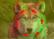 Tutorial fur motion.png