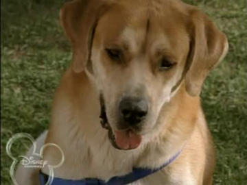 Disney life is ruff shirt 2025