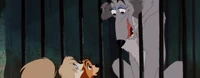 Lady-tramp-disneyscreencaps.com-6496