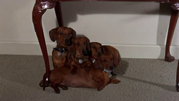Disney sausage dog discount