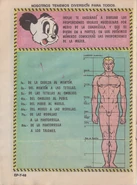 Andy Panda - feature