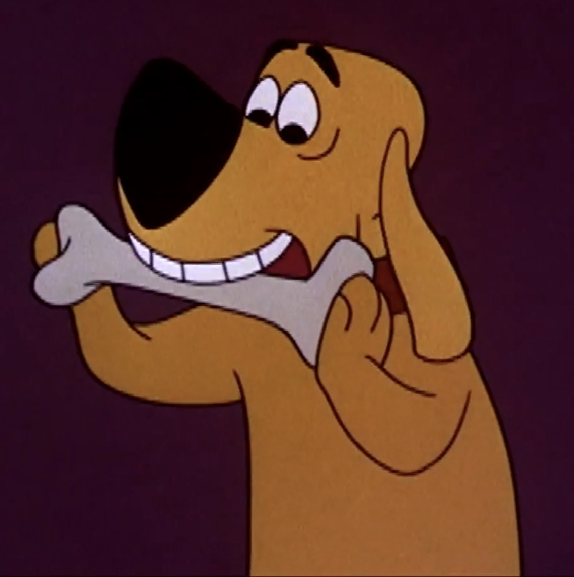 Woody woodpecker store dog