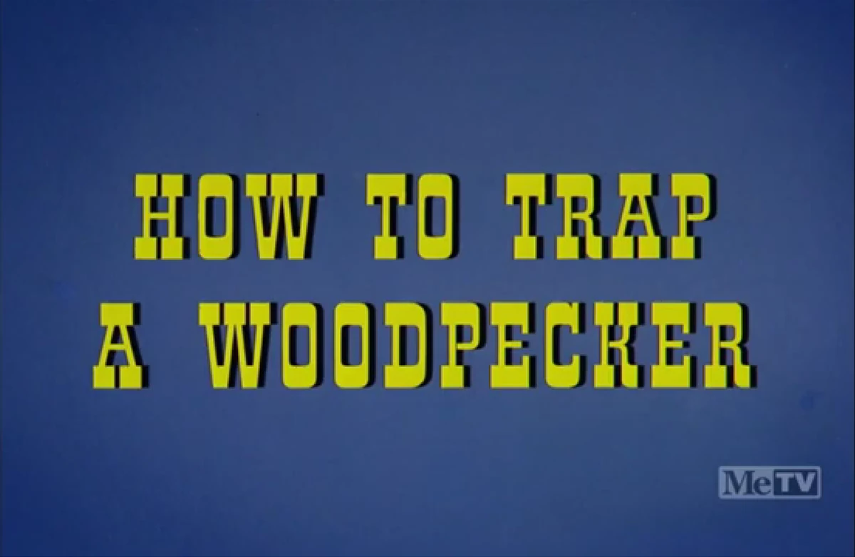 How to Trap a Woodpecker Walter Lantz Wiki Fandom