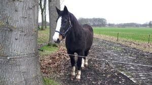 Eenzaam paard net buiten Albergen