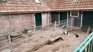 Konijnen bij kinderboerderij Beeklust