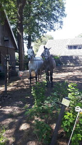 Paarden Geesteren.jpg (6,26 MB) Paarden Geesteren