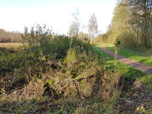 Aamsveen herfst 1