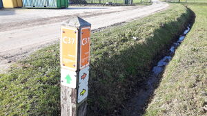 C37 3.jpg