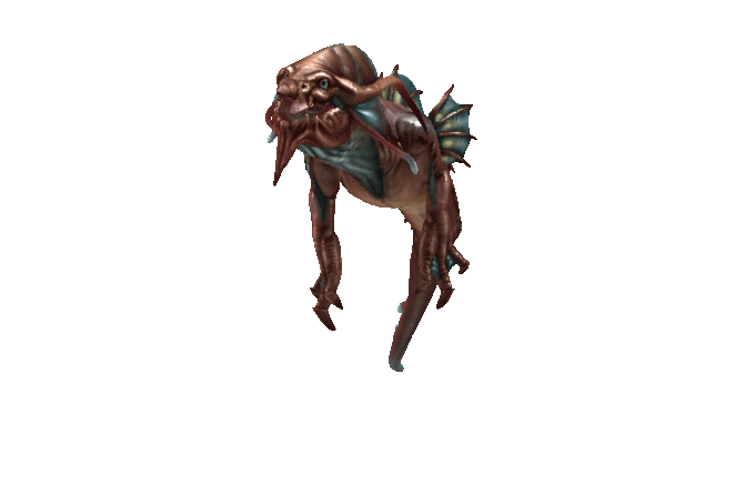 Drg Chthoteuthis.gif