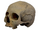 Skull from the Black Death