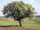 Twelve Days of Christmas Pear Tree