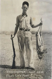 Giant Grasshopper Picture