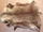 Abraham Ulrikib's Caribou Pelt
