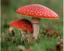 John M. Allegro's Fly Amanita