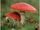 John M. Allegro's Fly Amanita