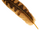 Halotus' Poisoned Feather
