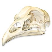 Chicken skull