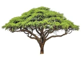 Johann Baptist Isenring’s Acacia Tree