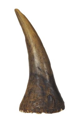 Albrecht Dürer's Rhinoceros Horn