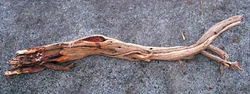 Branch sandalwood
