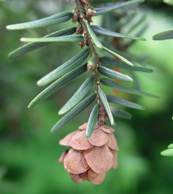 Japanese Hemlock Pinecone | Warehouse 13 Artifact Database Wiki | Fandom