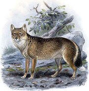 Aguara-The-Native-Fox-God