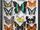Georg Friedrich Treitschke's Butterfly Display