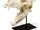 Joseph Vacher's Dog Skull