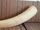 Hannibal Bacra of Carthage's Elephant Tusk