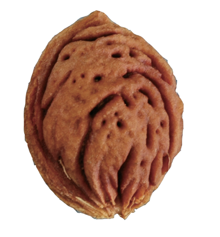 Momotarō S Peach Pit Warehouse 13 Artifact Database Wiki Fandom Momotarō S Peach Pit Warehouse 13 Artifact Database Wiki Fandom