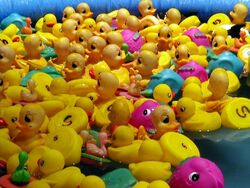 Rubber-ducks