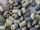 Peter Minuit’s Wampum