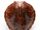 Kappa Shell