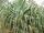 Father Damian's Pandanus Tree