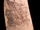 Jean Vrolicq’s Scrimshaw