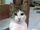 Schrodinger's Cat