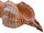 Original Conch Shell